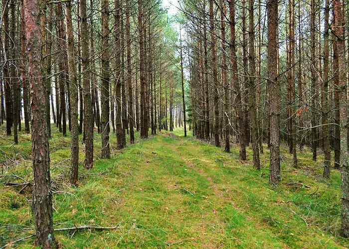 Lesne Zacisze Letniskowe Lipnica (Bytow)