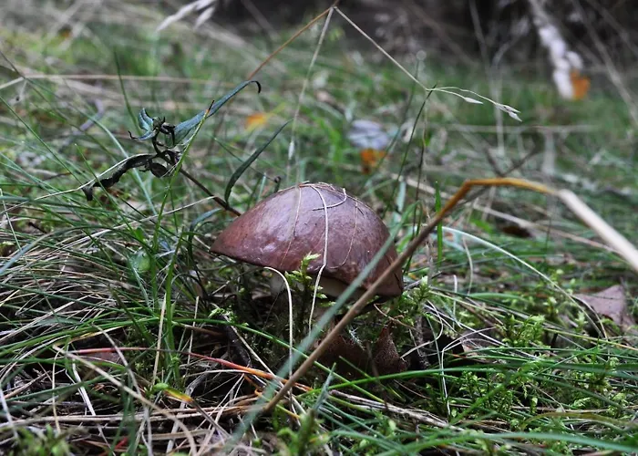 Lesne Zacisze Letniskowe *